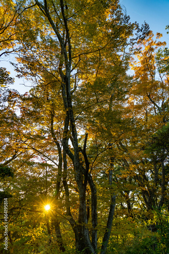 紅葉の小諸城址 懐古園 photo