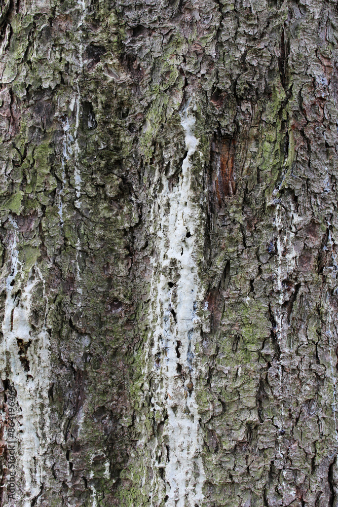 Closeup texture of natural tree bark background. Rough surface of trunk. Green moss and lichen on natural wood. Closeup texture of natural tree bark background. Rough surface of trunk. Green moss and lichen on natural wood.