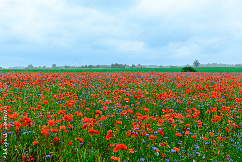 Poppy field flower plantation rural summer landscape. Poppy field flower plantation rural summer landscape.
