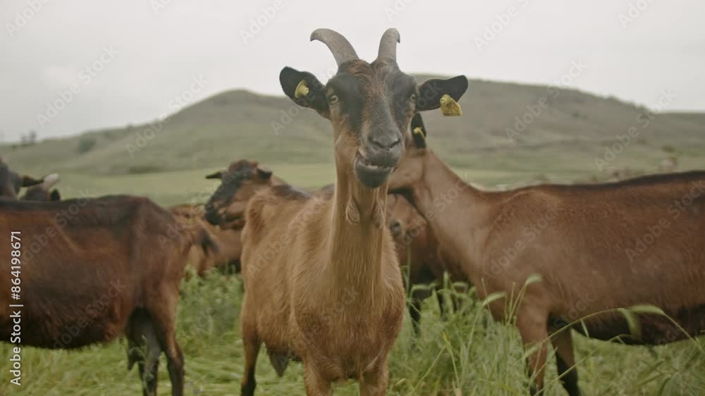 Herd of brown goats grazing in a lush green field with rolling hills in the background. Herd of brown goats grazing in a lush green field with rolling hills in the background.