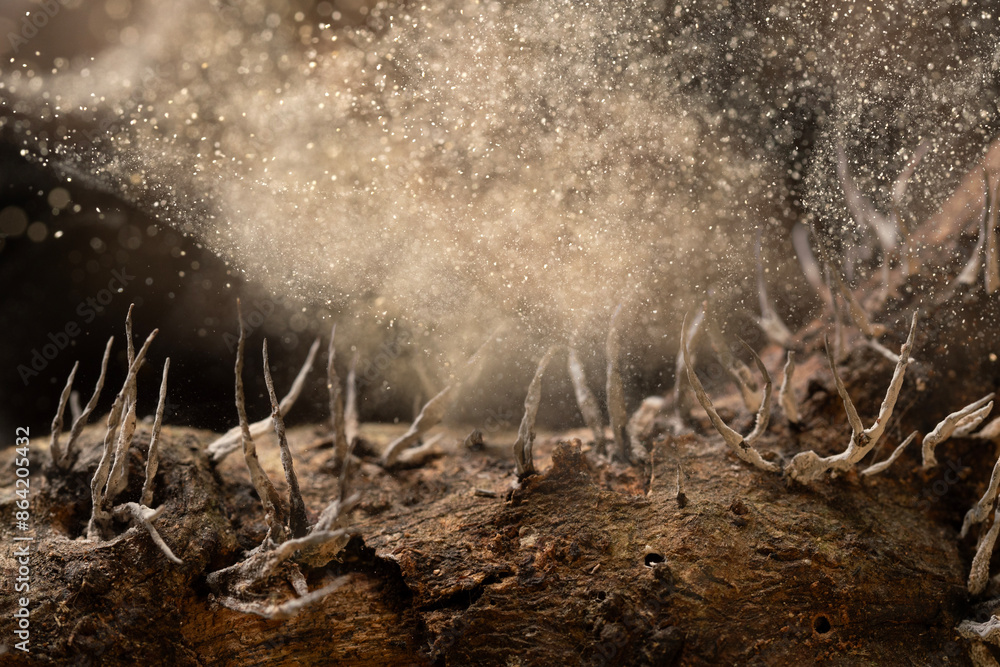 The fungus is releasing spores in the Tropical rainforest.