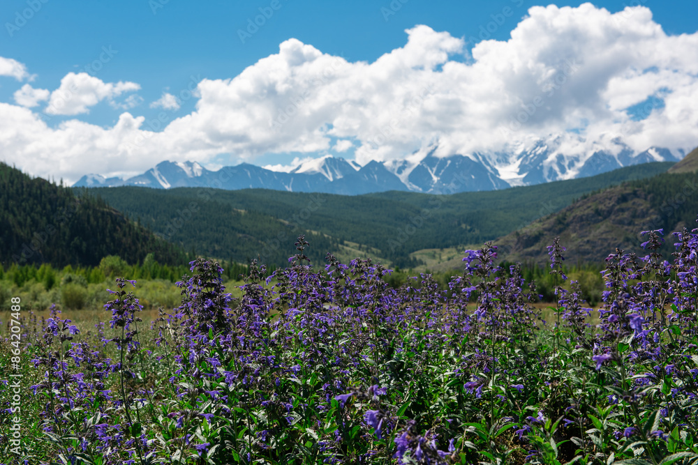 Obraz premium Summer landscape in Altai mountains