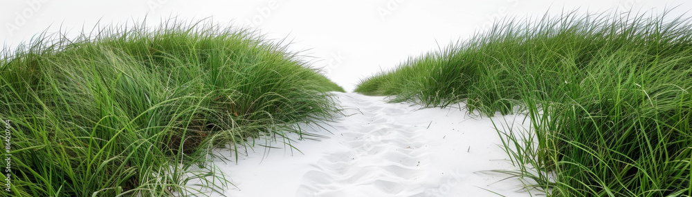 Serene pathway on white sand, lush grass field for nature lovers seeking relaxation and mindfulness walks. Serene pathway on white sand, lush grass field for nature lovers seeking relaxation and mindfulness walks.