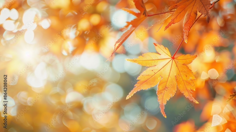 orange tree leaf in autumn with blur background orange tree leaf in autumn with blur background