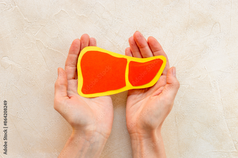Paper liver organ model in human hands, top view. Medical concept
