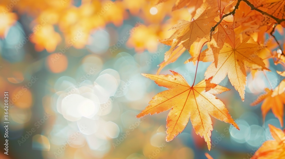 orange tree leaf in autumn with blur background orange tree leaf in autumn with blur background