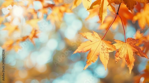 orange tree leaf in autumn with blur background