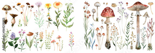 This watercolor set depicts wild meadow flowers, herbs, leaves, and berries. Forest botany, summer nature elements. Strawberries, mushrooms, fir branches, and field wildflowers are included.