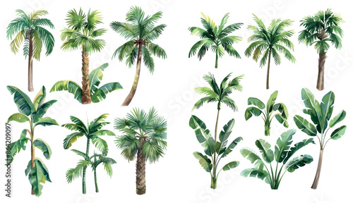 Tropical palm tree set. Hand-painted tropical green branches and palms isolated on white background. Botanical illustration.