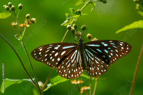 Photography dark blue tiger butterfly tirumala septentrionis, perching on bush flowers, natu