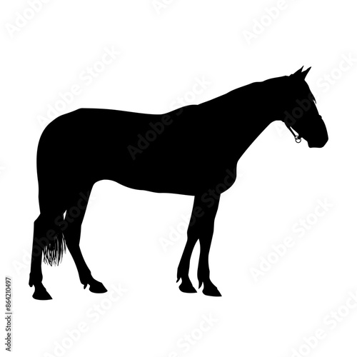 Horse silhouette isolated on white background. Side view horse vector illustration.