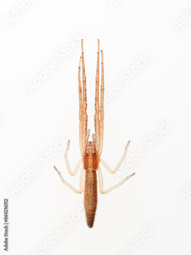 Squid spider on a white background. Monaeses paradoxus photo