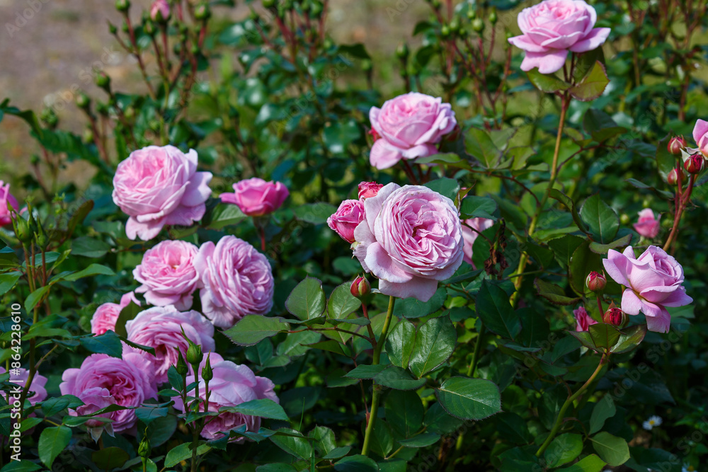 Rosa Lavender Ice blooms in a summer garden. Growing roses in the garden. Rosa Lavender Ice blooms in a summer garden. Growing roses in the garden.