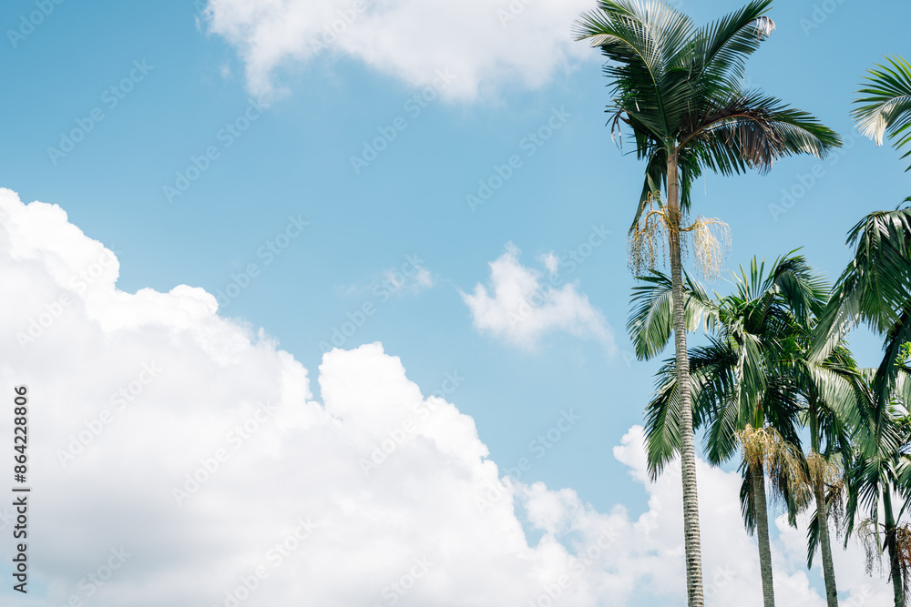 Palm trees at Taman Putra Perdana park in Putrajaya, Malaysia