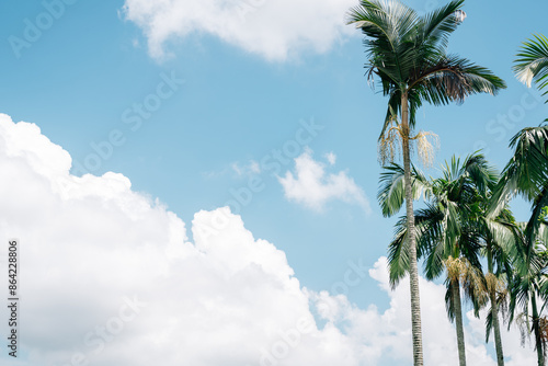 Obraz na płótnie Palm trees at Taman Putra Perdana park in Putrajaya, Malaysia w salonie