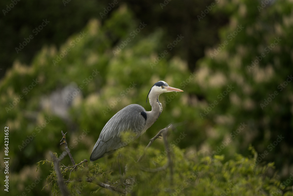 Grey herons are take care of their chicks on the nest. Herons are nesting on the trees. Grey birds with long neck and beak. Grey herons are take care of their chicks on the nest. Herons are nesting on the trees. Grey birds with long neck and beak.