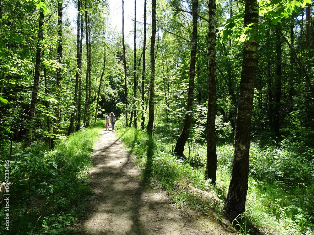 forest in the morning forest in the morning