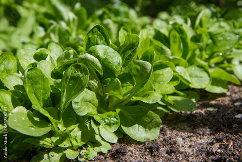 The corn salad (Valerianella) plant growing in a garden    