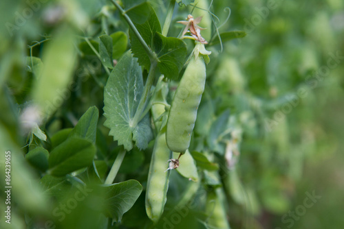 Pea plant with ripe pods visible in aPea plant with ripe pods visible in a garden garden photo