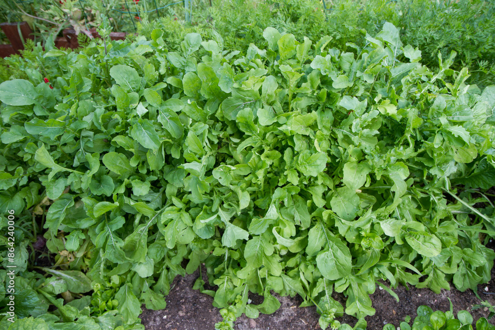 The Rocket (Eruca vesicaria) plant growing in a garden The Rocket (Eruca vesicaria) plant growing in a garden