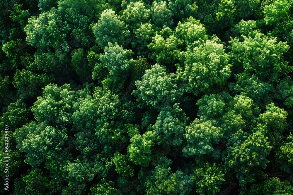 Top view of a young green forest in spring or summer Top view of a young green forest in spring or summer