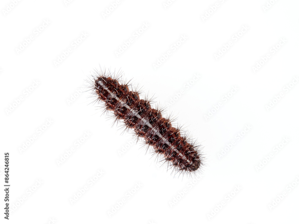 Caterpillar with hairs and spikes. Family Erebidae. Genus Coscinia Caterpillar with hairs and spikes. Family Erebidae. Genus Coscinia