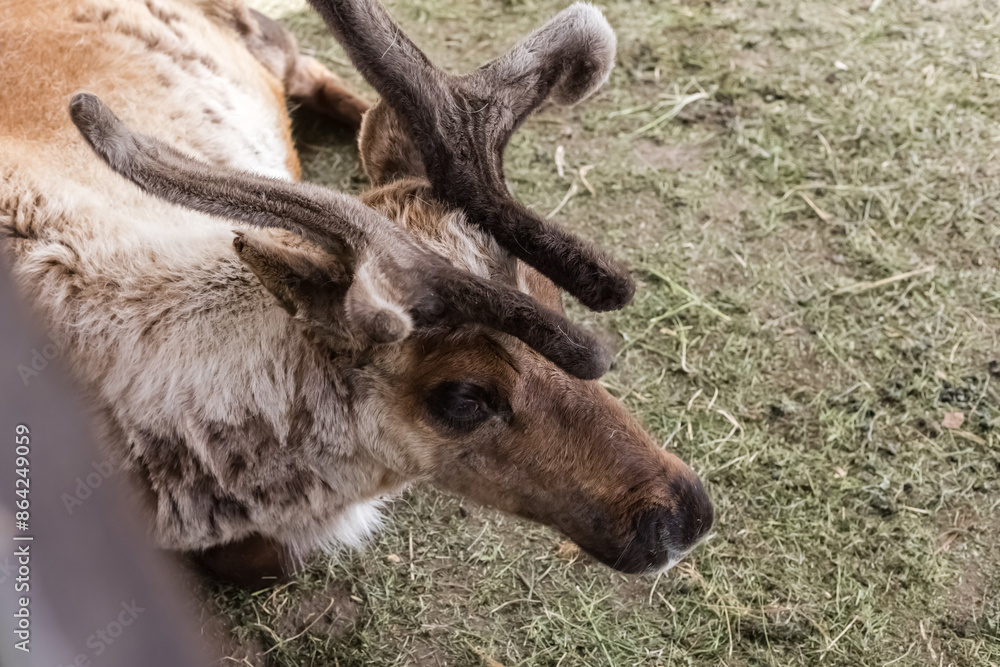 Young Maral resting on the grass. Top view. Even-toed ungulate of the deer family. Farm animal concept Young Maral resting on the grass. Top view. Even-toed ungulate of the deer family. Farm animal concept
