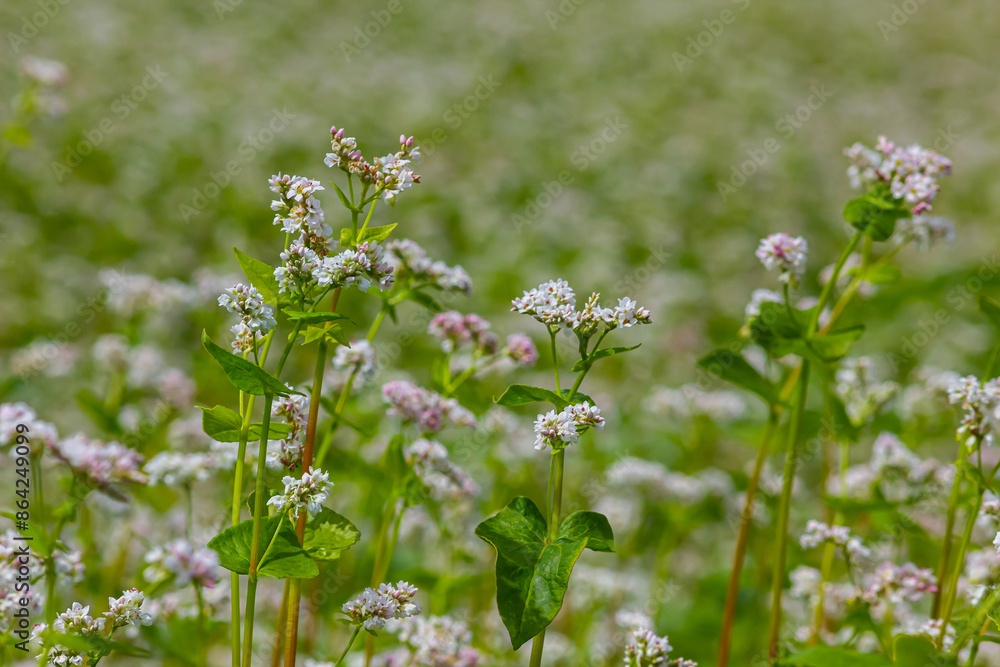 buckwheat flower on the field