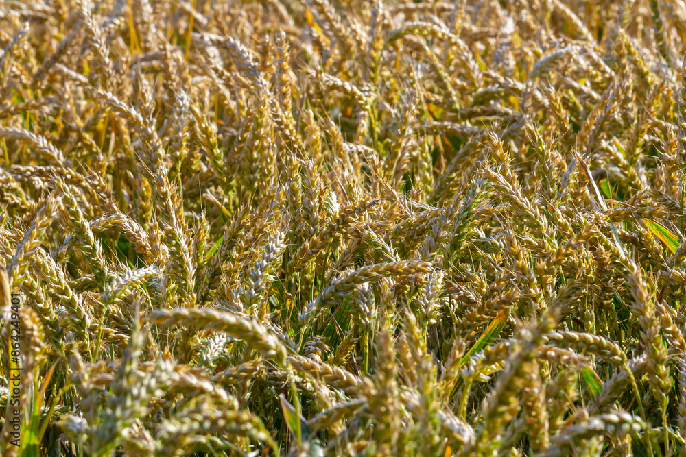 Fototapeta premium Wheat meadow. Ripe Gold Barley field in summer. Nature organic Yellow rye plant Growing to harvest. World global food with sunset in farm land autumn scene background. Happy Agricultural countryside