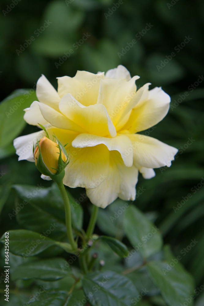 Fototapeta premium Yellow rose blooming in a garden