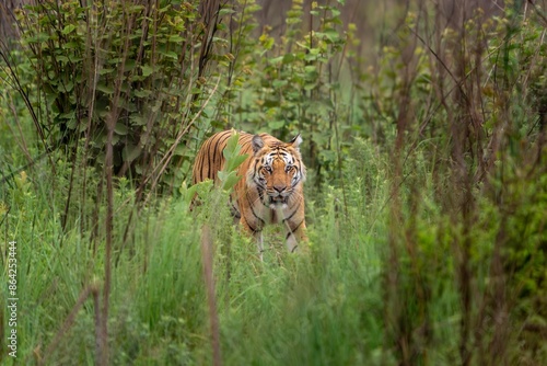 The Bengal tiger from Indian forests, Jim Corbett national park, Grassland Tiger