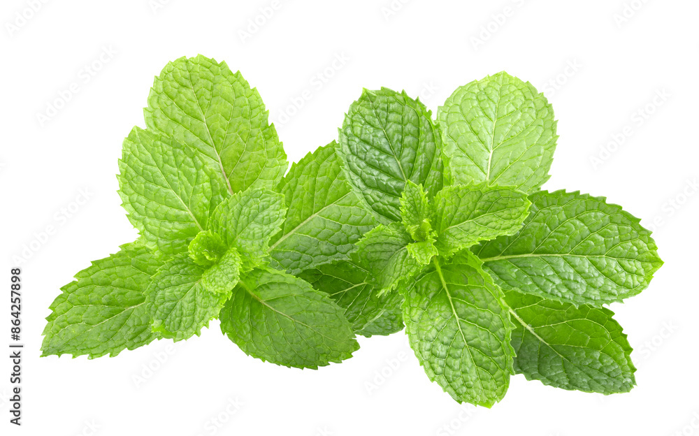 green mint leafs isolated on transparent png green mint leafs isolated on transparent png