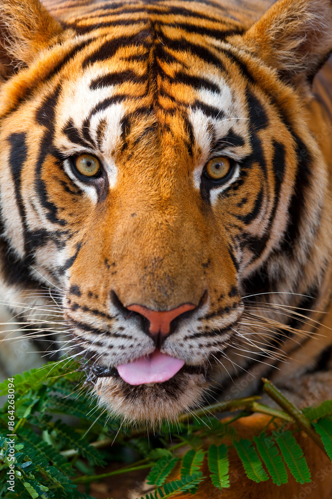 Indochinese tiger or Corbett's tiger (Panthera tigris corbetti), Thailand Indochinese tiger or Corbett's tiger (Panthera tigris corbetti), Thailand
