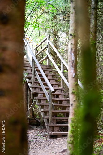 Erlebnispfad Lotharpfad, Wanderweg mit Holzstegen durch Wald- und Moorgebiet im Nordschwarzwald im Sommer, Baiersbronn, Schwarzwald, Baden-Württemberg, Deutschland photo