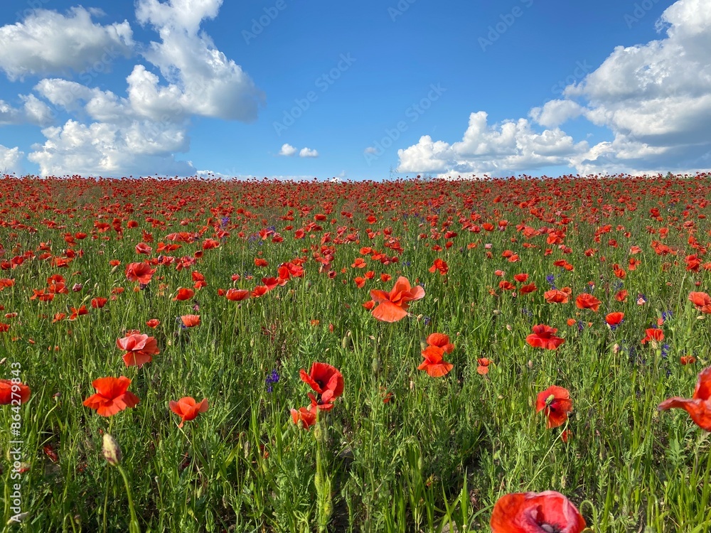 Fototapeta premium field of poppies