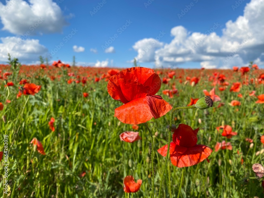 field of poppies field of poppies