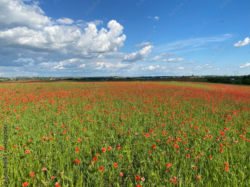 field of poppies and sky field of poppies and sky