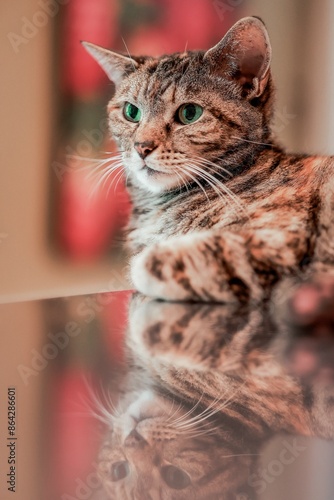 vertical image of beautiful brown tabby cat sitting on reflective metal table
