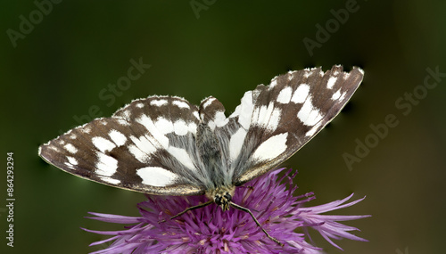 Melanargia galathea ( marbled white,) photo