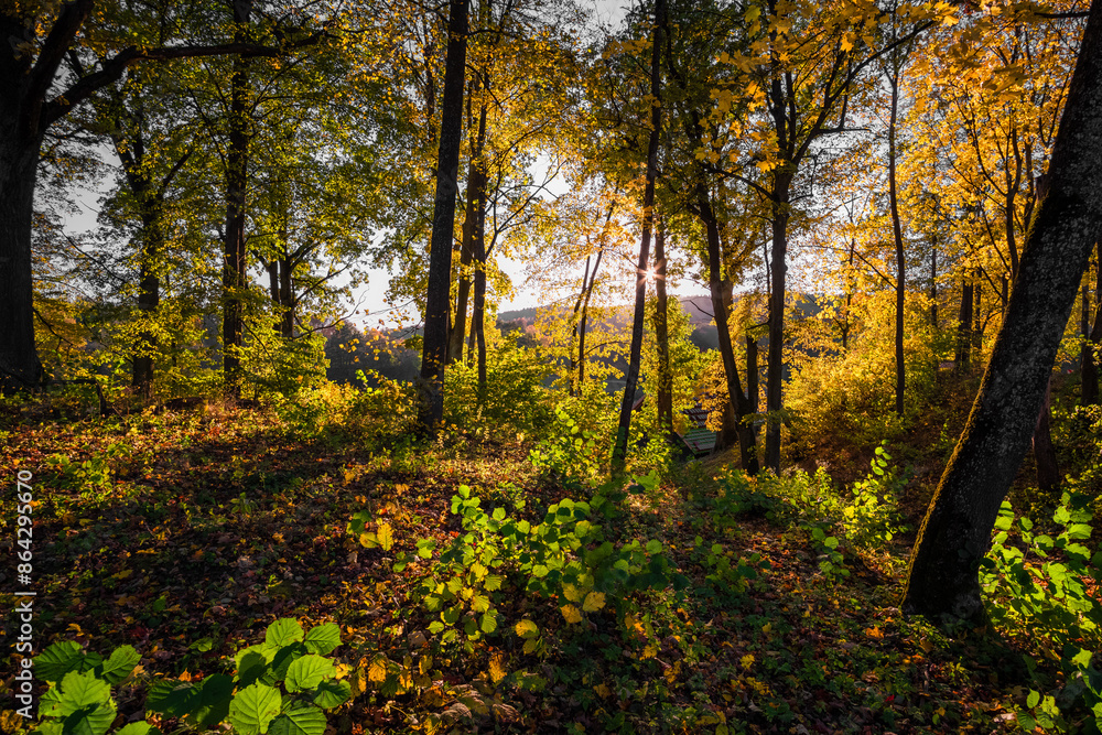 Obraz premium autumn in the forest