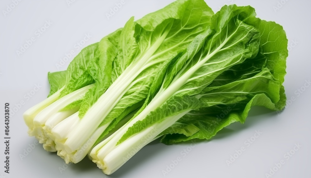 fresh green lettuce