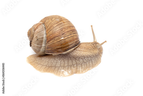 Grape snail close-up on a white background.