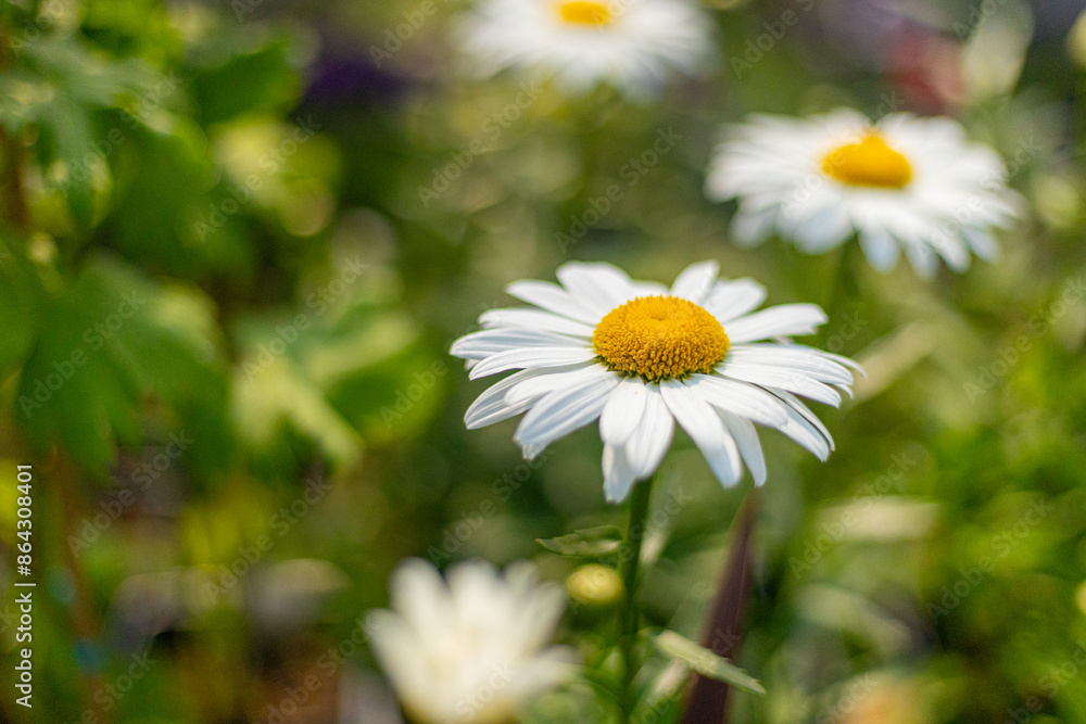 daisy in the garden daisy in the garden