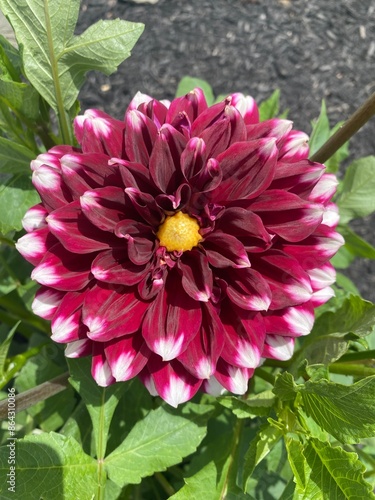 pink dahlia flower