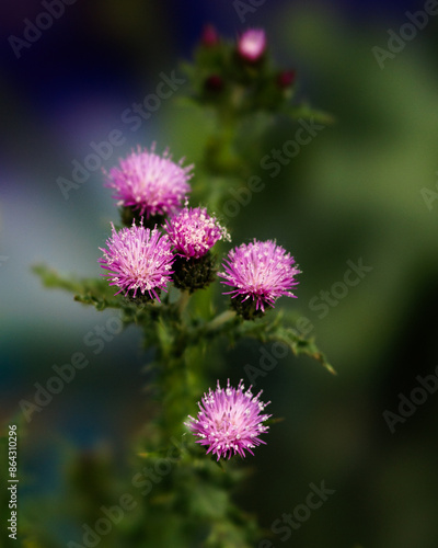 thistle flowers in spring