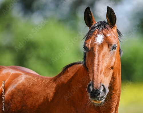 Obraz na płótnie Brown horse portrait on nature background. w salonie