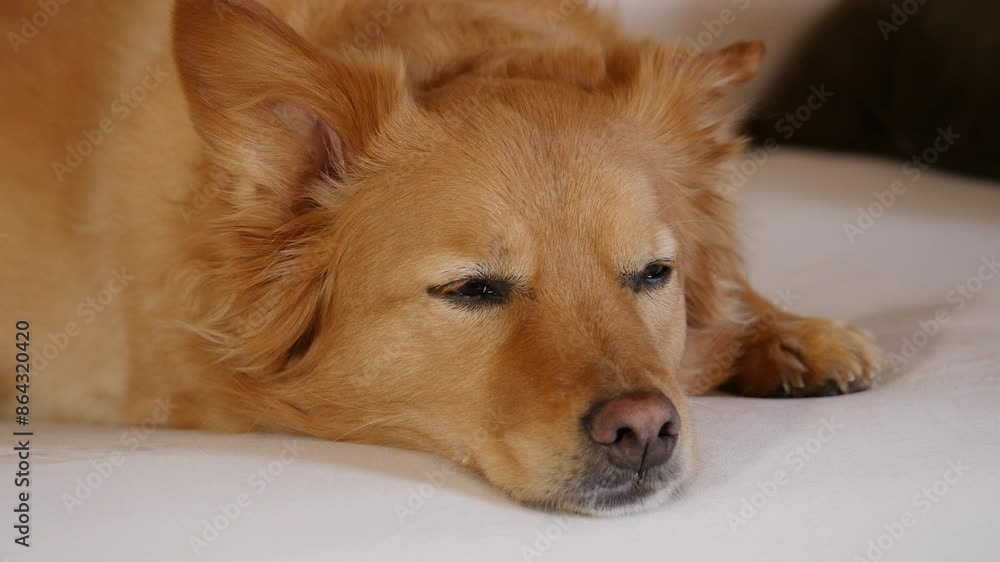 Golden Corgi mix CU eyes slowly blinking as she falls asleep Golden Corgi mix CU eyes slowly blinking as she falls asleep