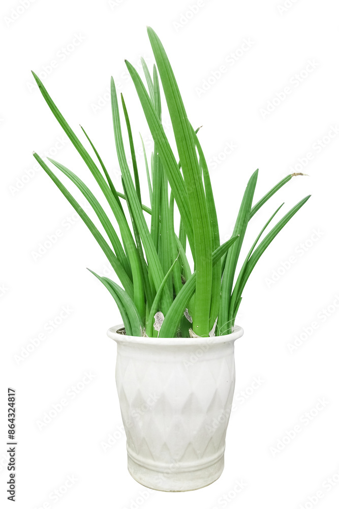 Houseplant - Sansevieria Bacularis Houseplant - Sansevieria Bacularis