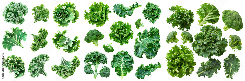 Leafy Green Kale Set Isolated on Transparent or White Background, PNG Leafy Green Kale Set Isolated on Transparent or White Background, PNG