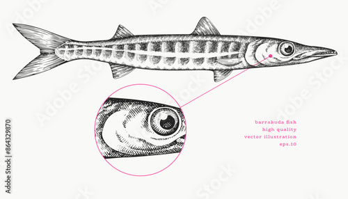 Vintage Style Barracuda Illustration. Vector Hand Drawn Fish. High Quality Old Fashion Image